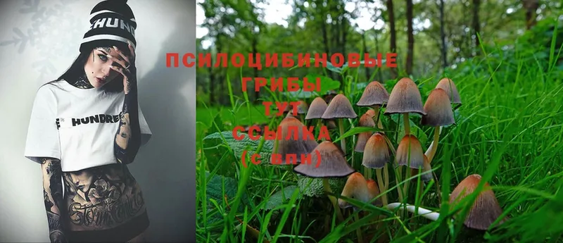 Галлюциногенные грибы Psilocybine cubensis  Светлоград 